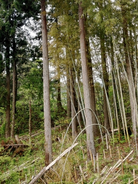 bamboo01.JPG