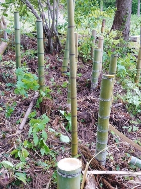 bamboo03.JPG