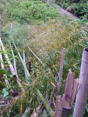 bamboo04.JPG