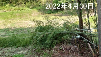 bamboo0430.JPG