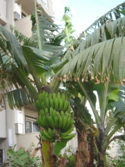 banana2.JPG