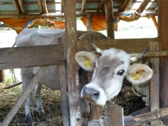 スイスの牛