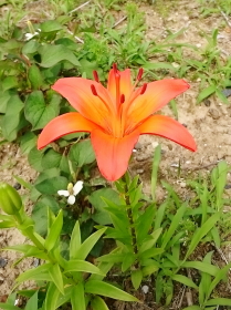 flower2.JPG