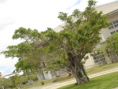 大きなガジュマルの木
