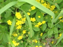 黄色い小さな花