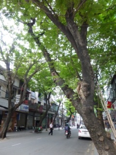 街路樹の通り
