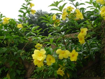 あちこちで咲いていた黄色い花